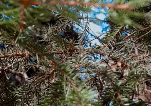 7.A iepazīst mežvidi Valmierā un savu novadu apkārtnēs